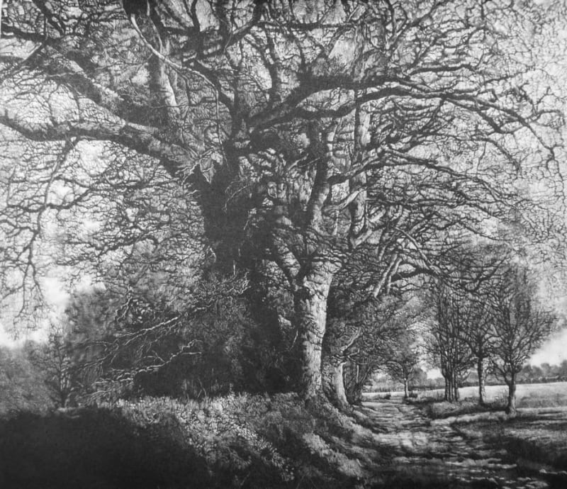 Winter Oak Walk