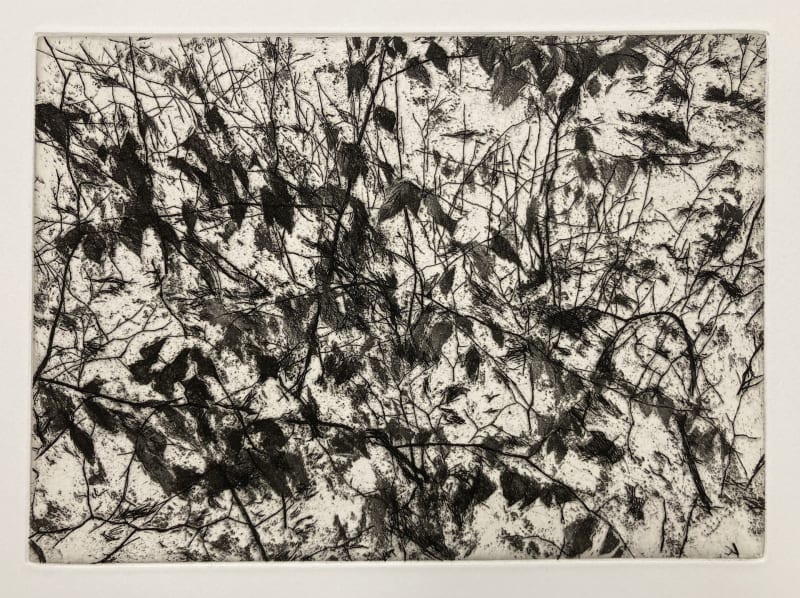 Saplings in the Snow