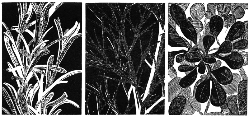Ophelia's Herbs