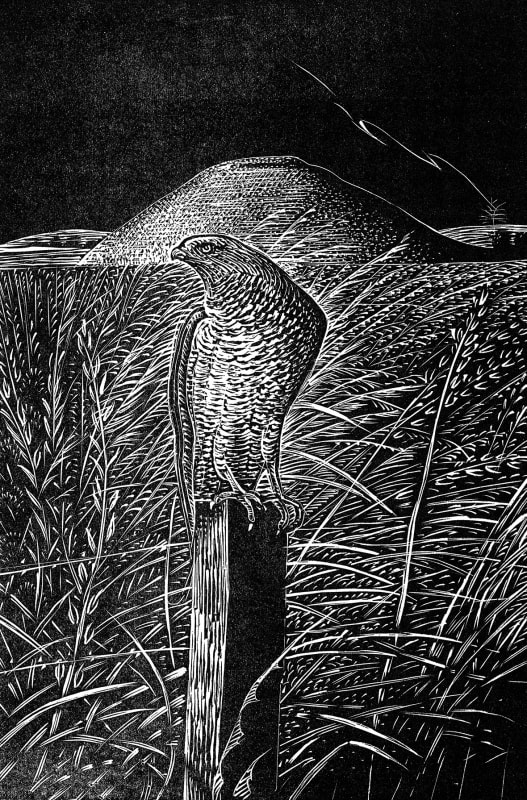 Silbury Hill with Falcon