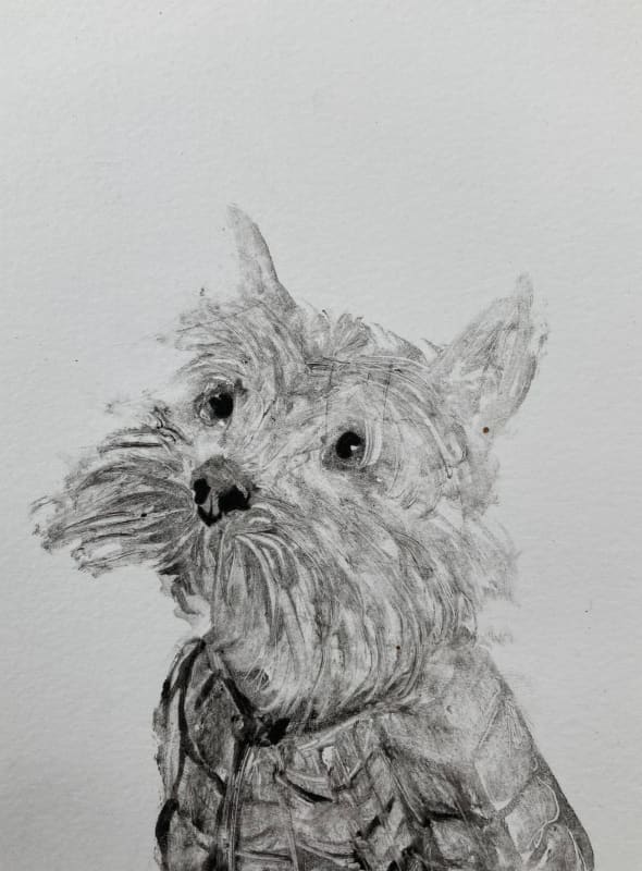 Yorkie