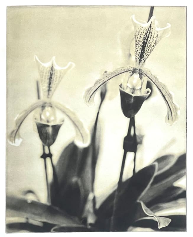 Paphiopedipodillios