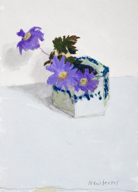 Anemone Blanda in Pot