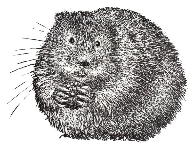 Water Vole