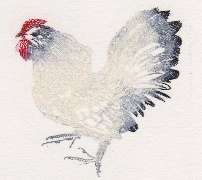 My White Cockerel