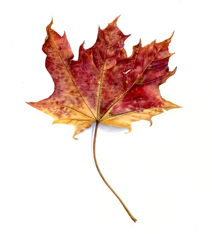 Red Maple Leaf