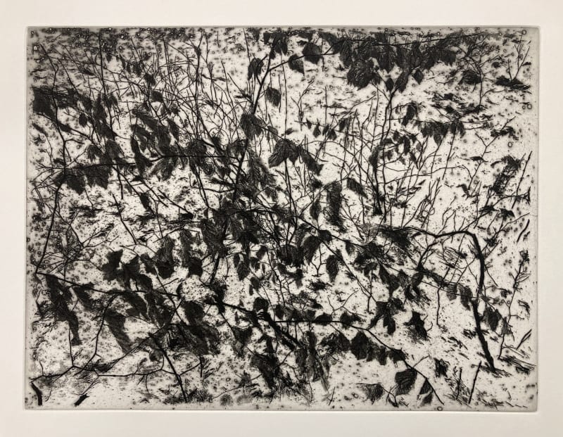 Saplings in the Snow.