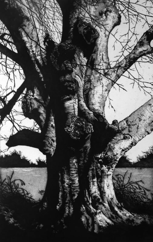 The Fonthill Beech