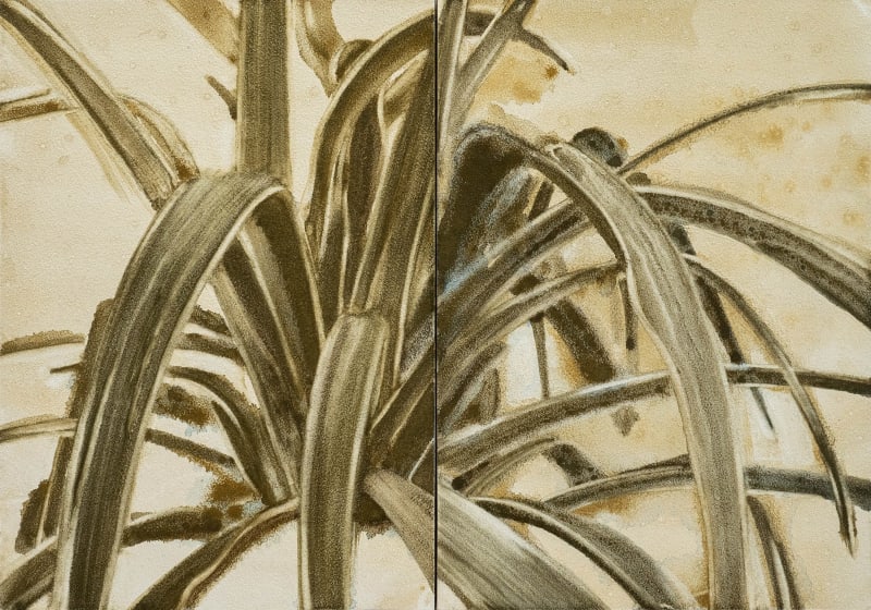 Spider Plant II