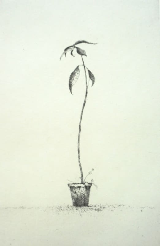 Young Avocado