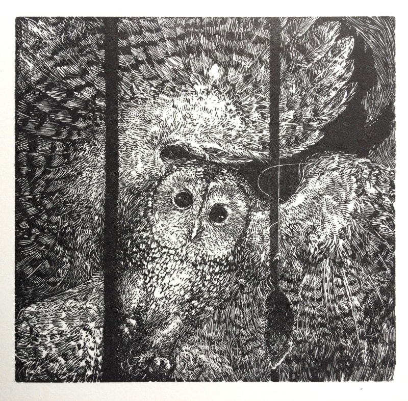Tawny Owl