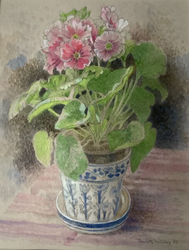 Sainsbury's Primula