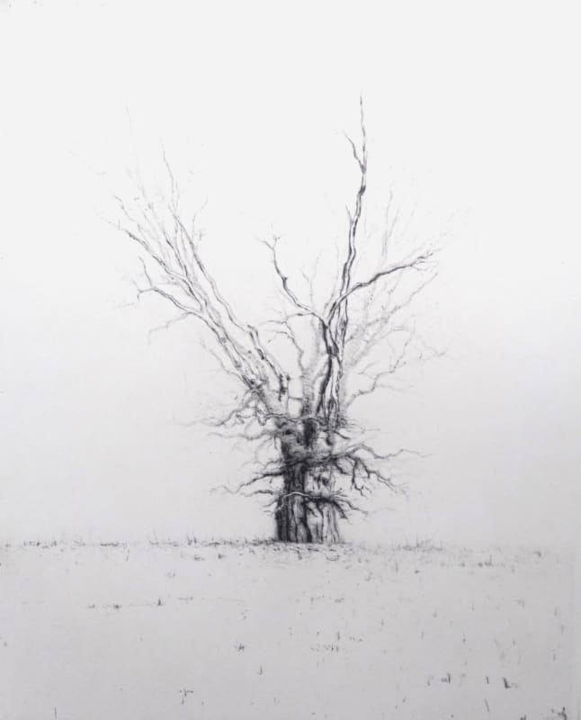 Oak