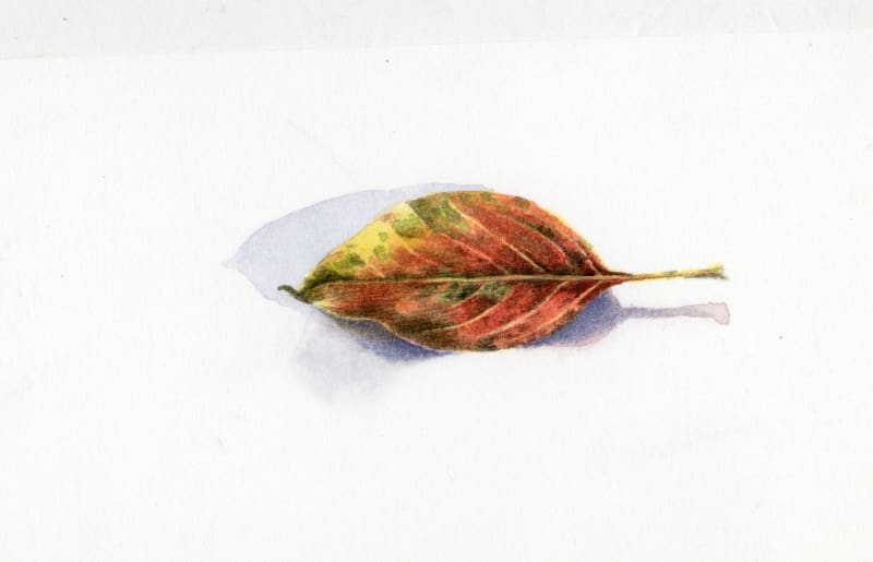 Autumn Leaf II
