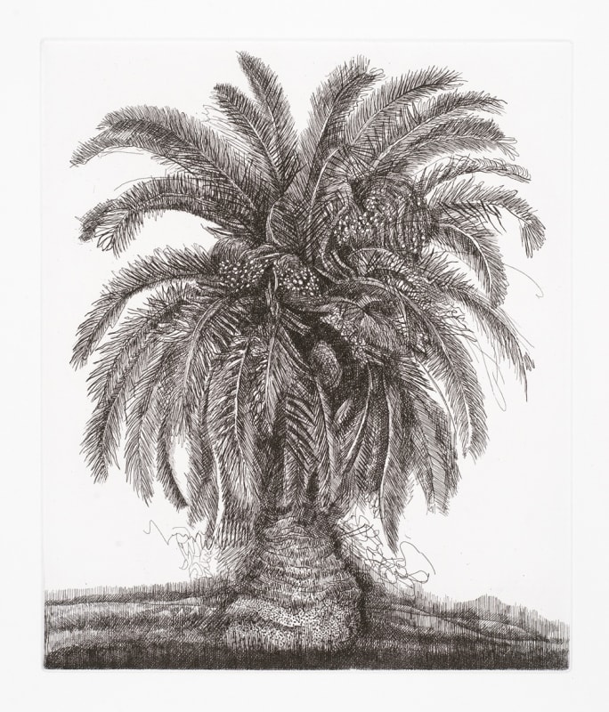 Palm Tree
