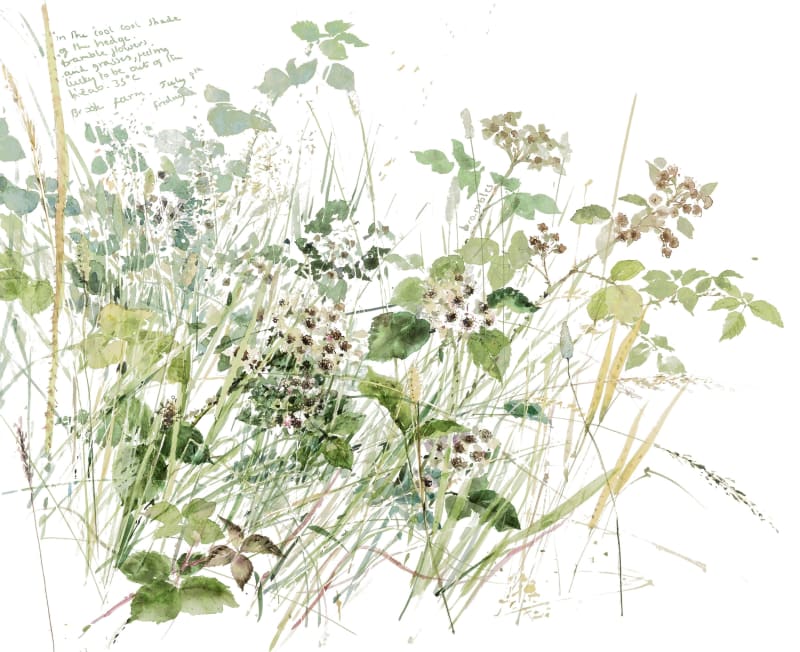 In The Shade, Blackberry Blossom