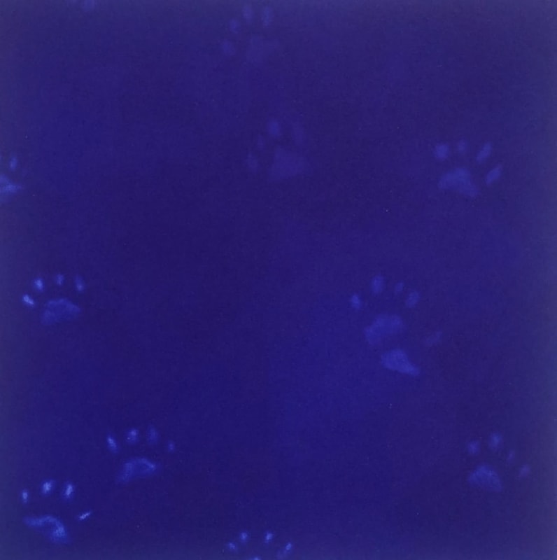 Yves Klein's Cats