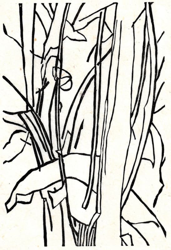 Leafing Through