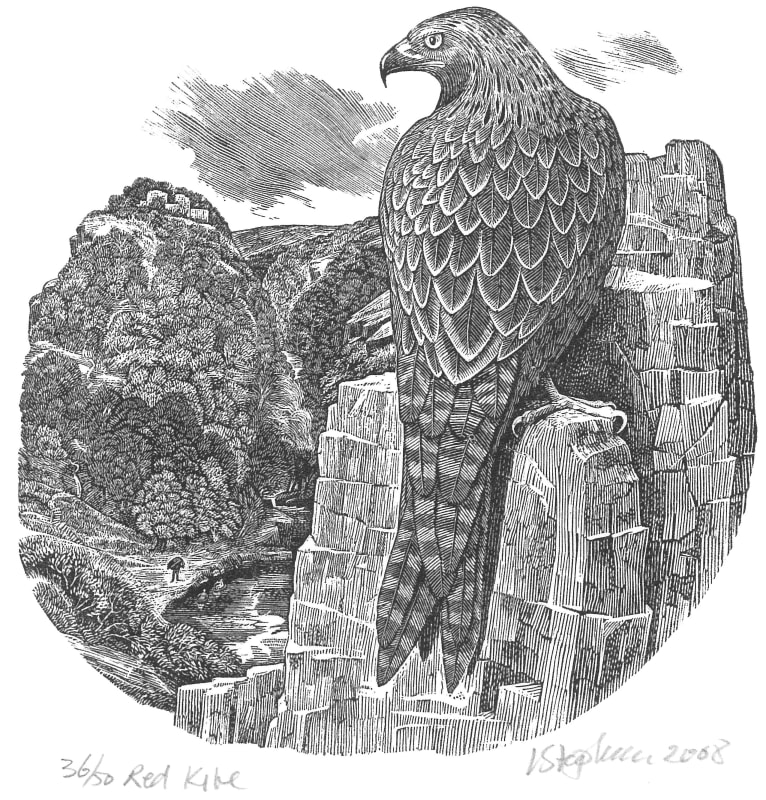 Red Kite