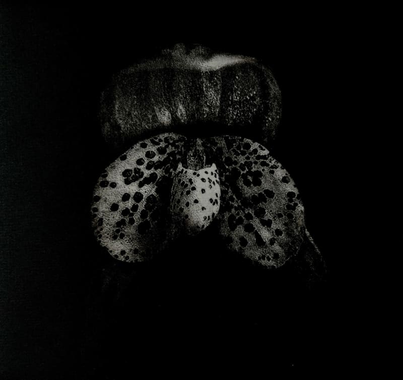 Pleuropaphallis