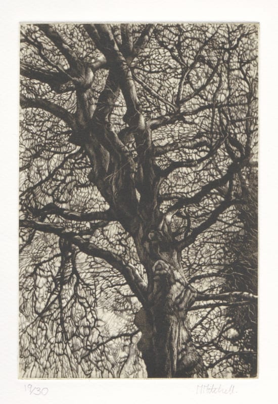 Winter Beech