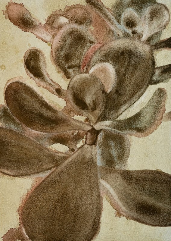 Jade Plant II