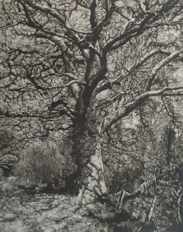 Winter Shadows
