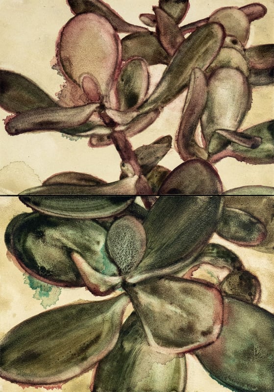 Jade Plant