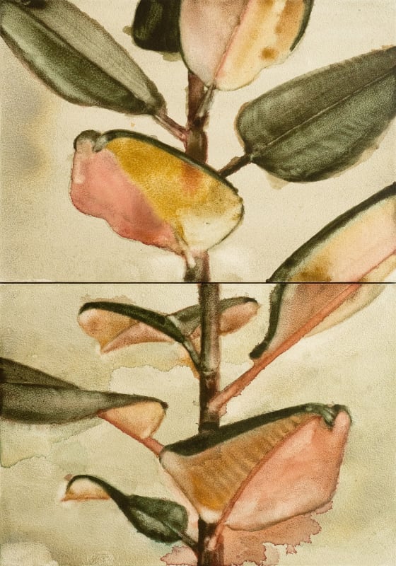 Rubber Plant II