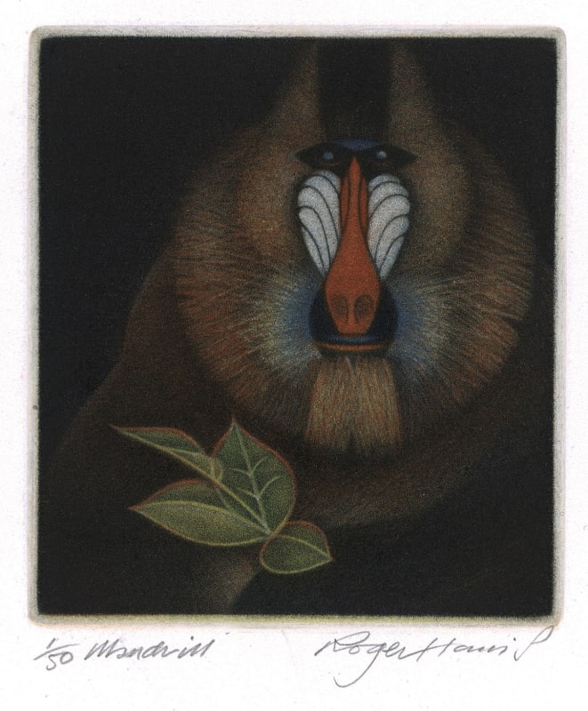 Mandrill
