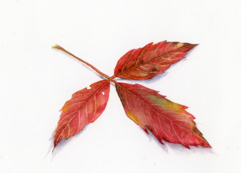 Autumn Leaf