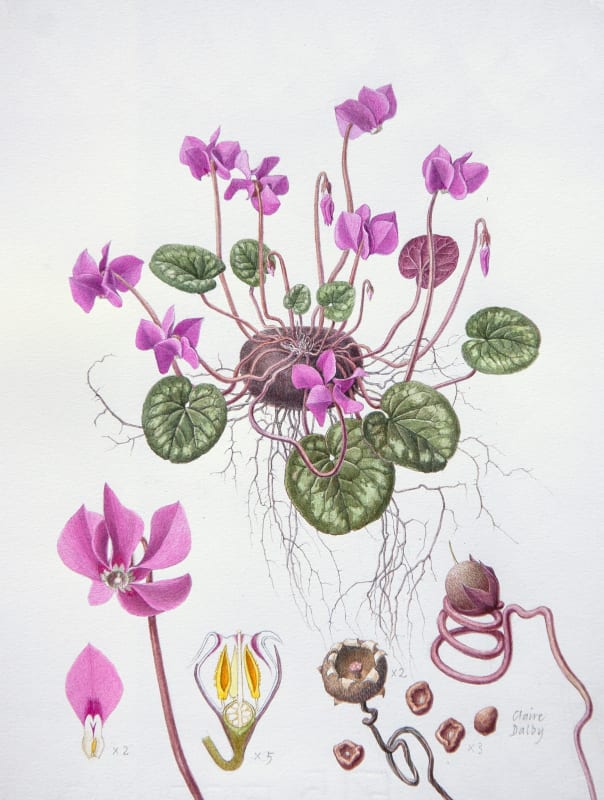 Cyclamen Coum