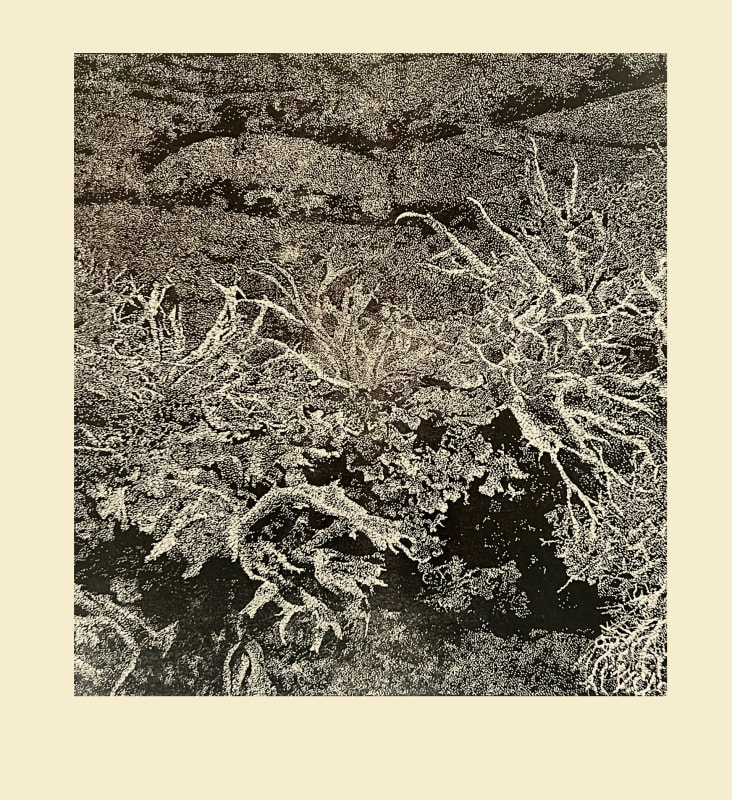 Lichen III