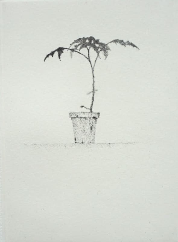 Small Plant