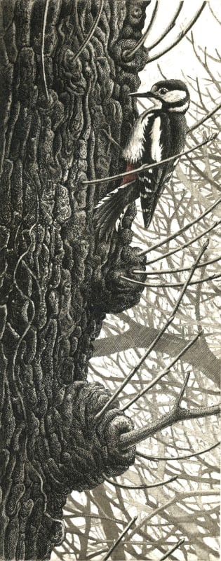 SWLA Great Spotted Woodpecker