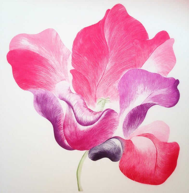 Tulip for Miriam
