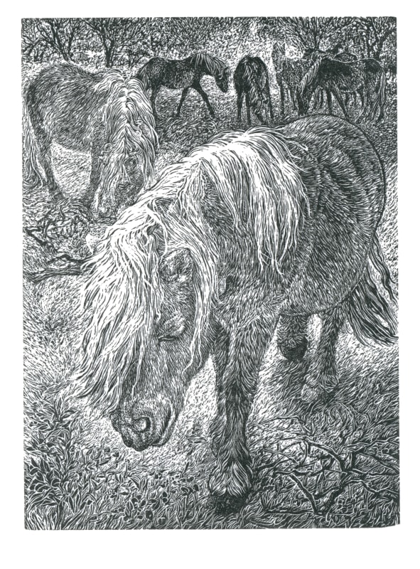 In the New Forest