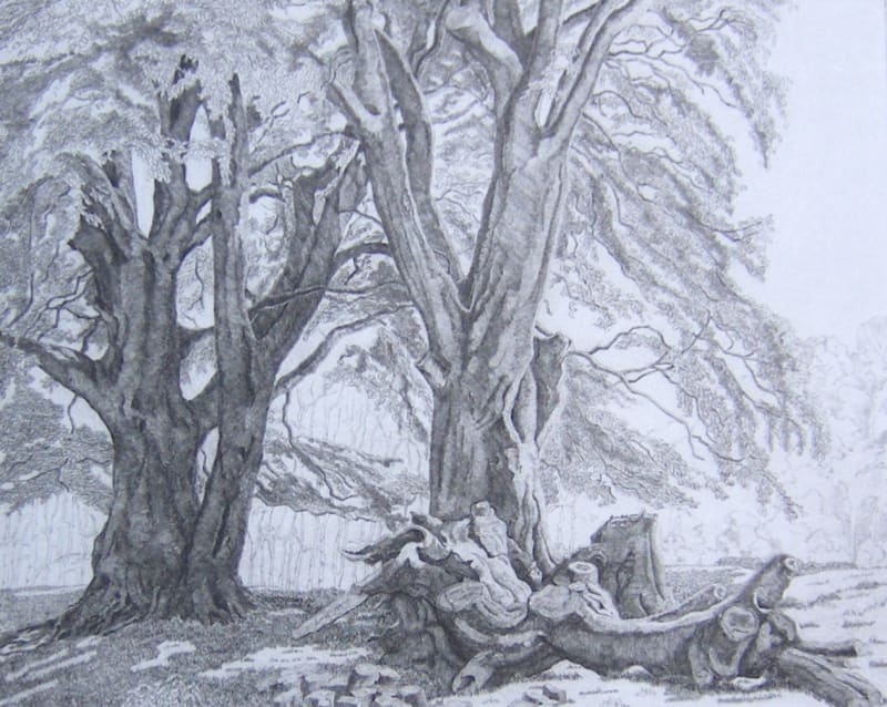 Exmoor Beeches