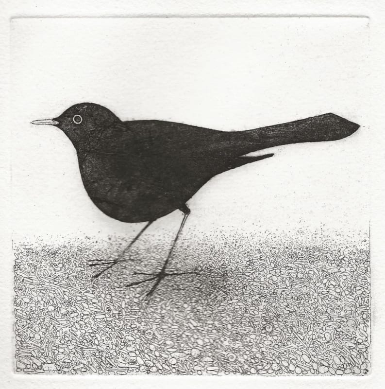 Blackbird