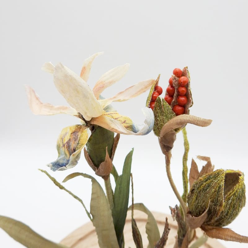 Emma Rosa  'Stinking Iris'