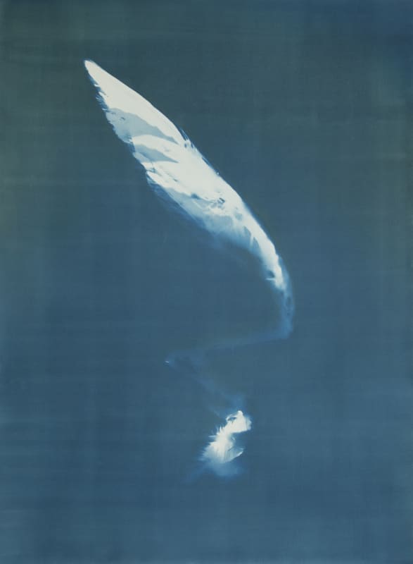 Janelle Lynch Endless Forms Most Beautiful