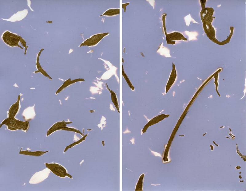 Janelle Lynch featured in Chasing the Light