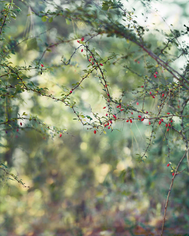 Janelle Lynch's 'Another Way of Looking at Love' featured in Prix Pictet's online exhibition