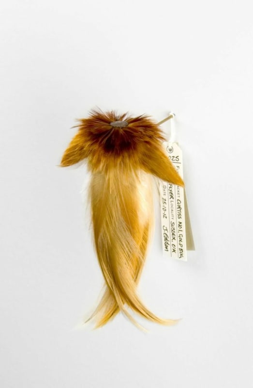 Tiny Feather Jackets, Luxibugstyle