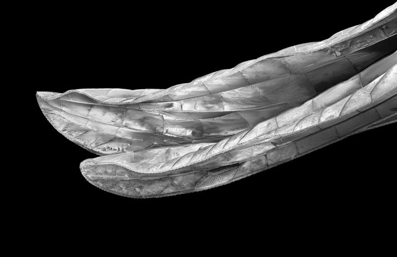 Michael Benson Nanocosmos