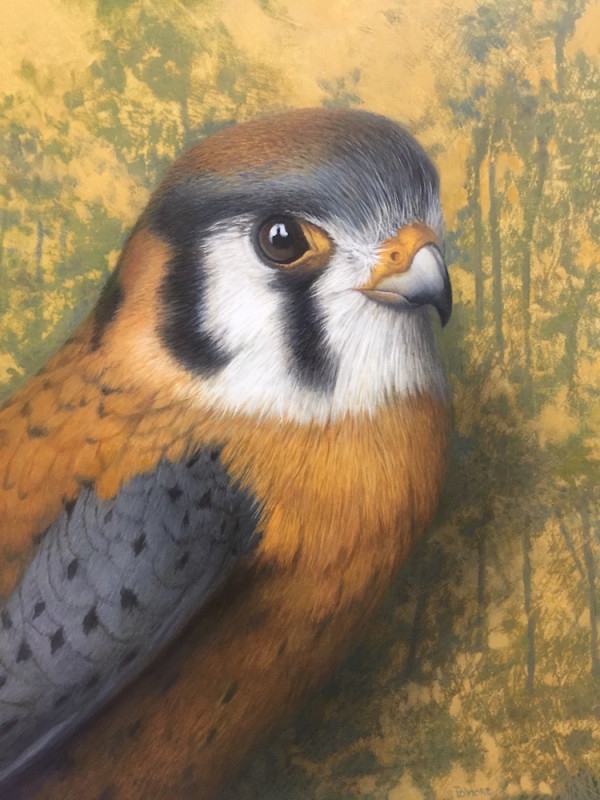 Tom Palmore - Kestrel