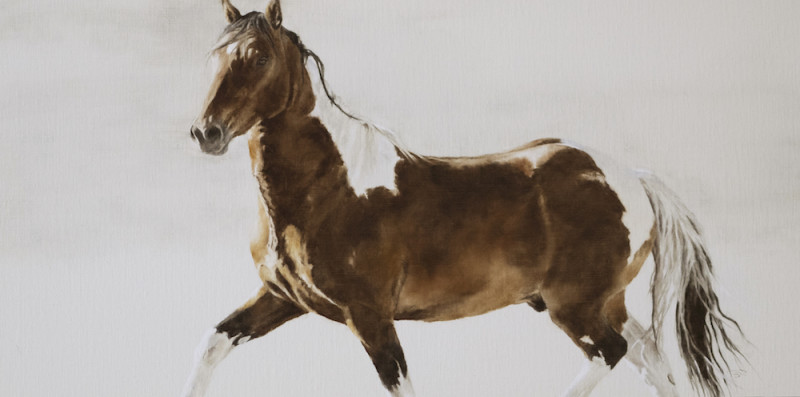 September Vhay, Deer Run Tobiano Breeze