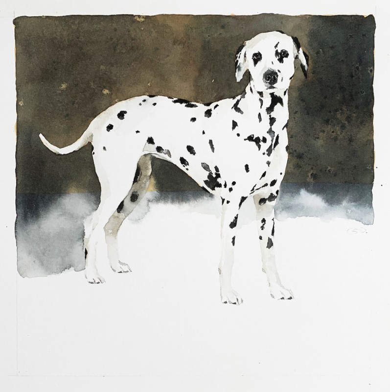 September Vhay, Zoey (Dalmation)