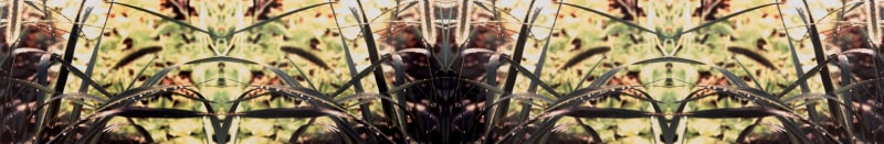 Stefano Cagol, Rorschach's Grass, 2000