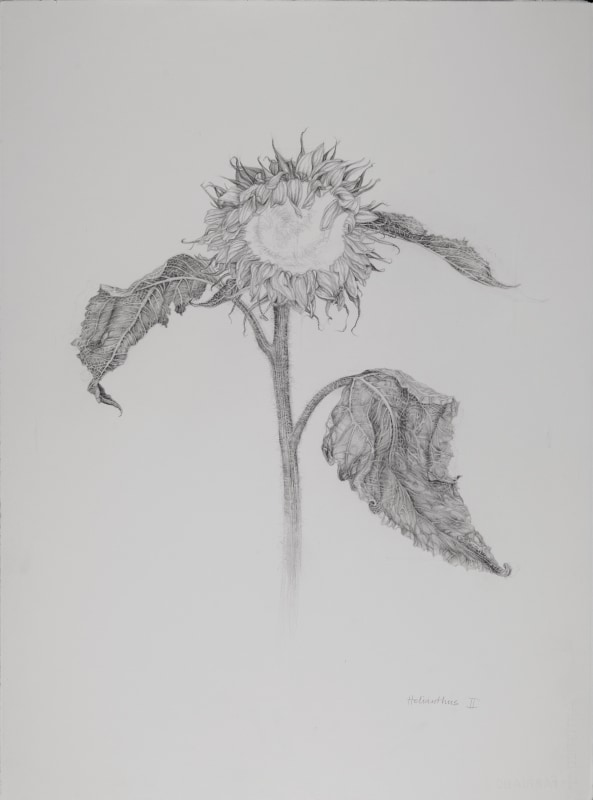 <span class=%22title%22>Sunflower, Helianthus 2</span>